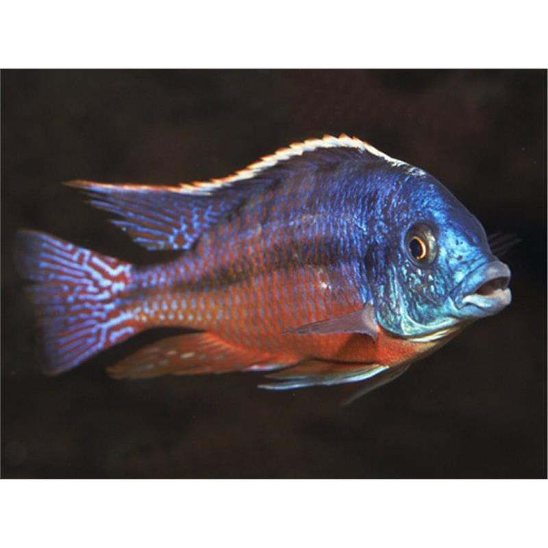 Protomelas teaniolatus - imagine 5